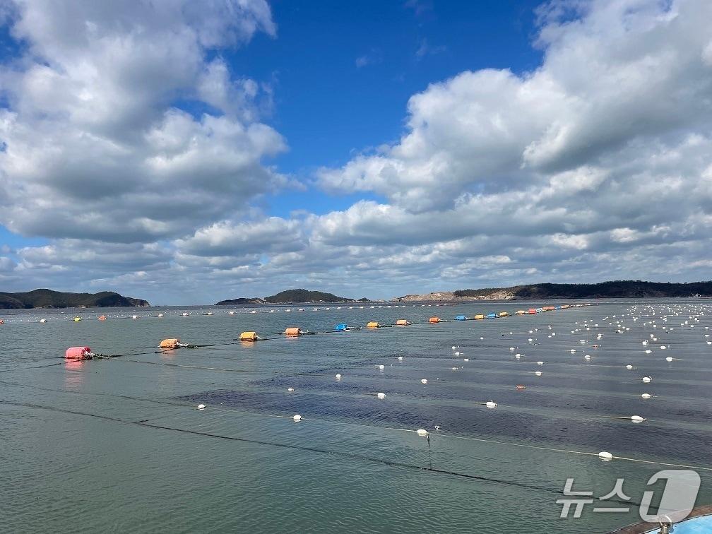 본문 이미지 - 군산 김 양식장.(군산시 제공, 재판매 및 DB 금지)