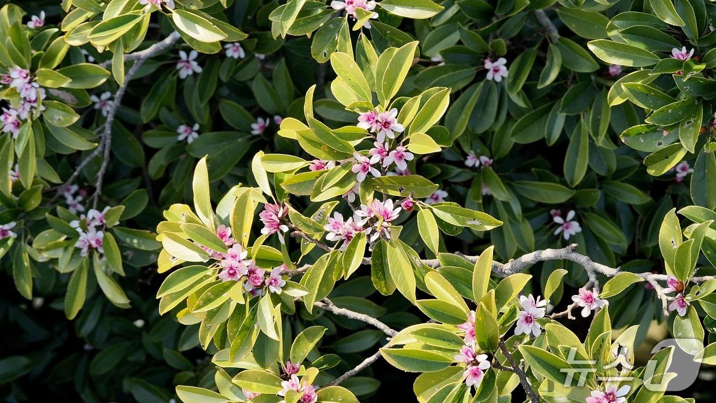 본문 이미지 - 초령목(난대·아열대산림연구소 제공. 재판매 및 DB금지)/뉴스1