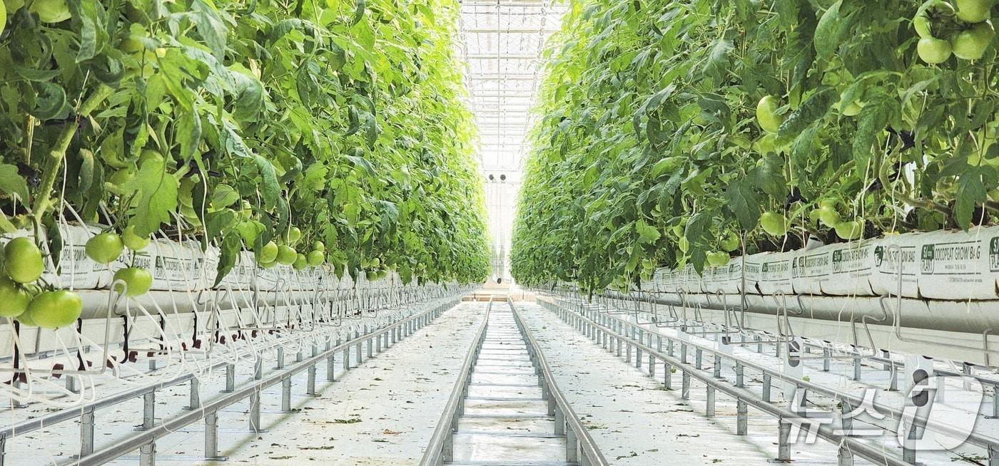 본문 이미지 - 홍천 임대형 스마트팜.(홍천군 제공. 재판매 및 DB금지)/뉴스1