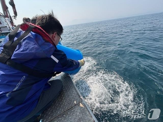 본문 이미지 - 강원특별자치도, 겨울철 대표어종 대구 종자 무상방류.(강원도 제2청사 제공, 재판매 및 DB 금지) 2026.3.25/뉴스1