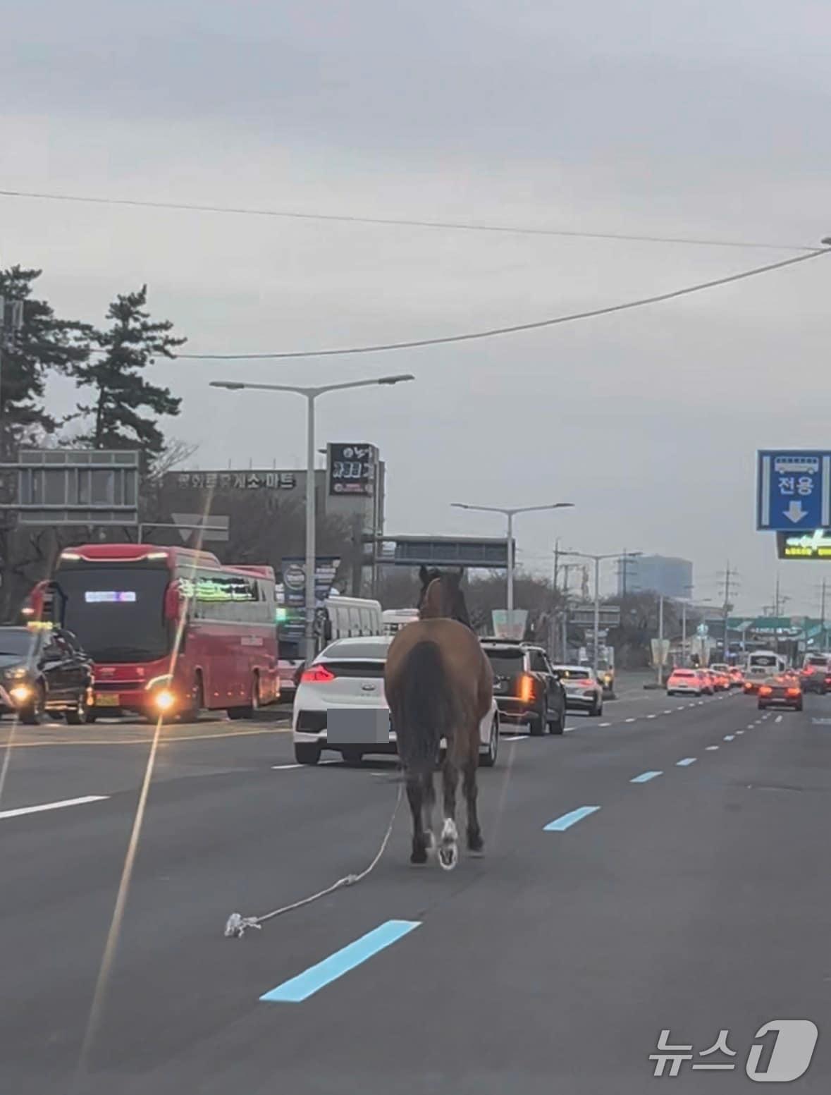 본문 이미지 - 제주 도로를 달리는 말(독자 제공. 재판매 및 DB금지)/뉴스1