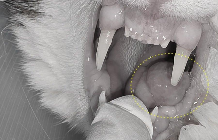 본문 이미지 - 최근 24시 더케어동물의료센터에 내원한 고양이에서 혀 아래 종괴가 발견됐다(병원 제공). ⓒ