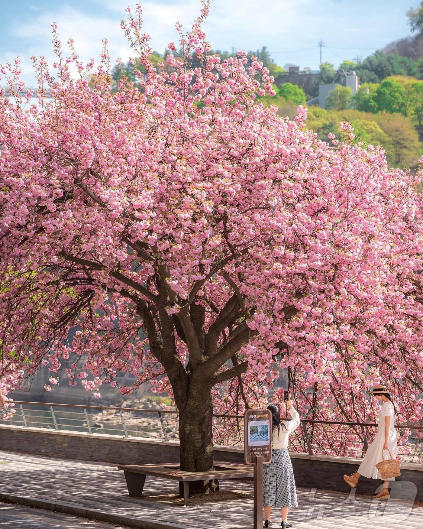 본문 이미지 - 충주호 겹벚꽃.(인스타그램 mini_chae 제공. 재판매 및 DB금지) 