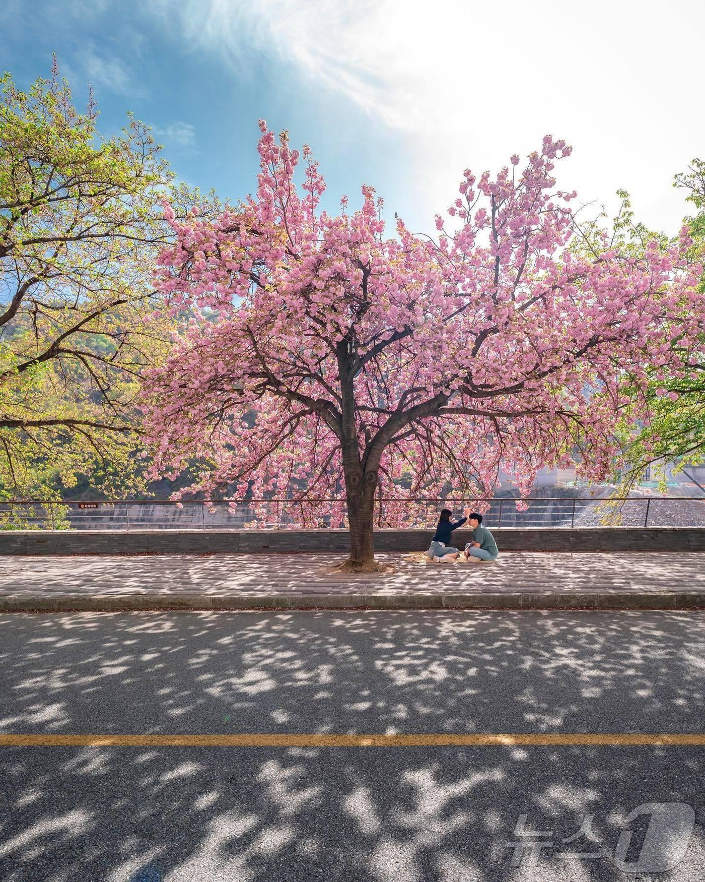 본문 이미지 - 충주호 겹벚꽃.(인스타그램 mini_chae 제공. 재판매 및 DB금지) ⓒ 뉴스1 윤원진 기자