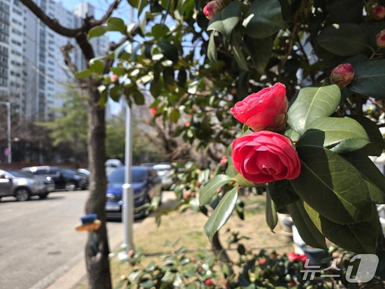 본문 이미지 - 충북 청주시 서원구 분평동의 한 아파트단지에 동백꽃이 활짝 폈다.  2026.3.25/뉴스1 장인수 기자 