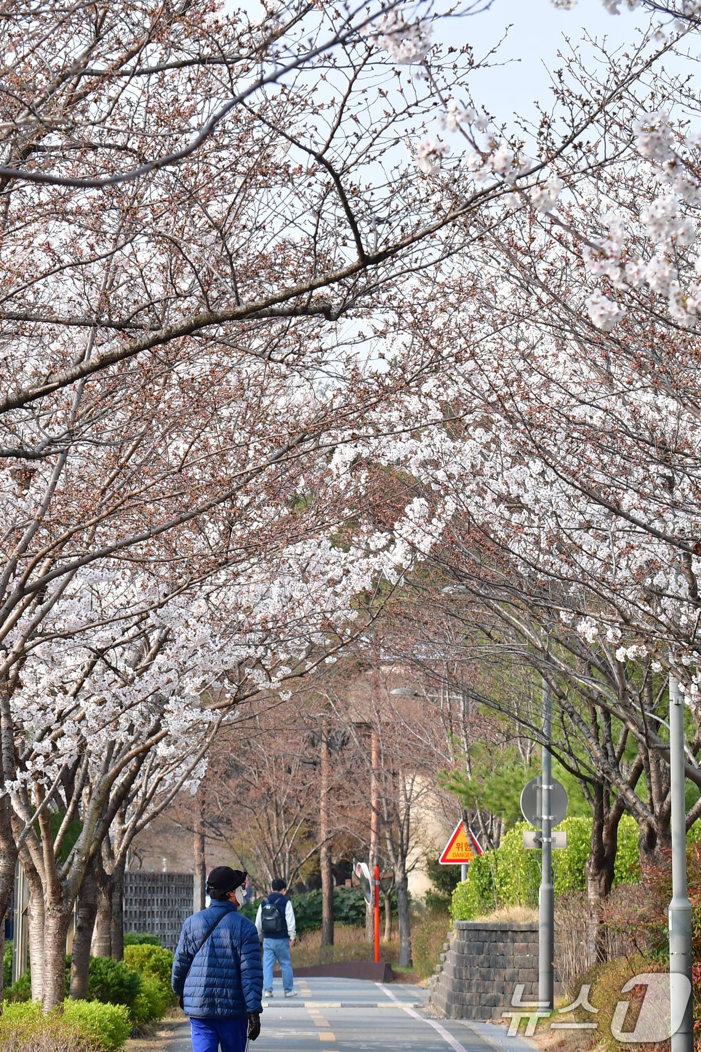본문 이미지 - 26일 오전 경북 포항시 남구 철길숲에서 시민들이 활짝 핀 벚꽃 아래를 걷고 있다. 2026.3.26 ⓒ 뉴스1 최창호 기자