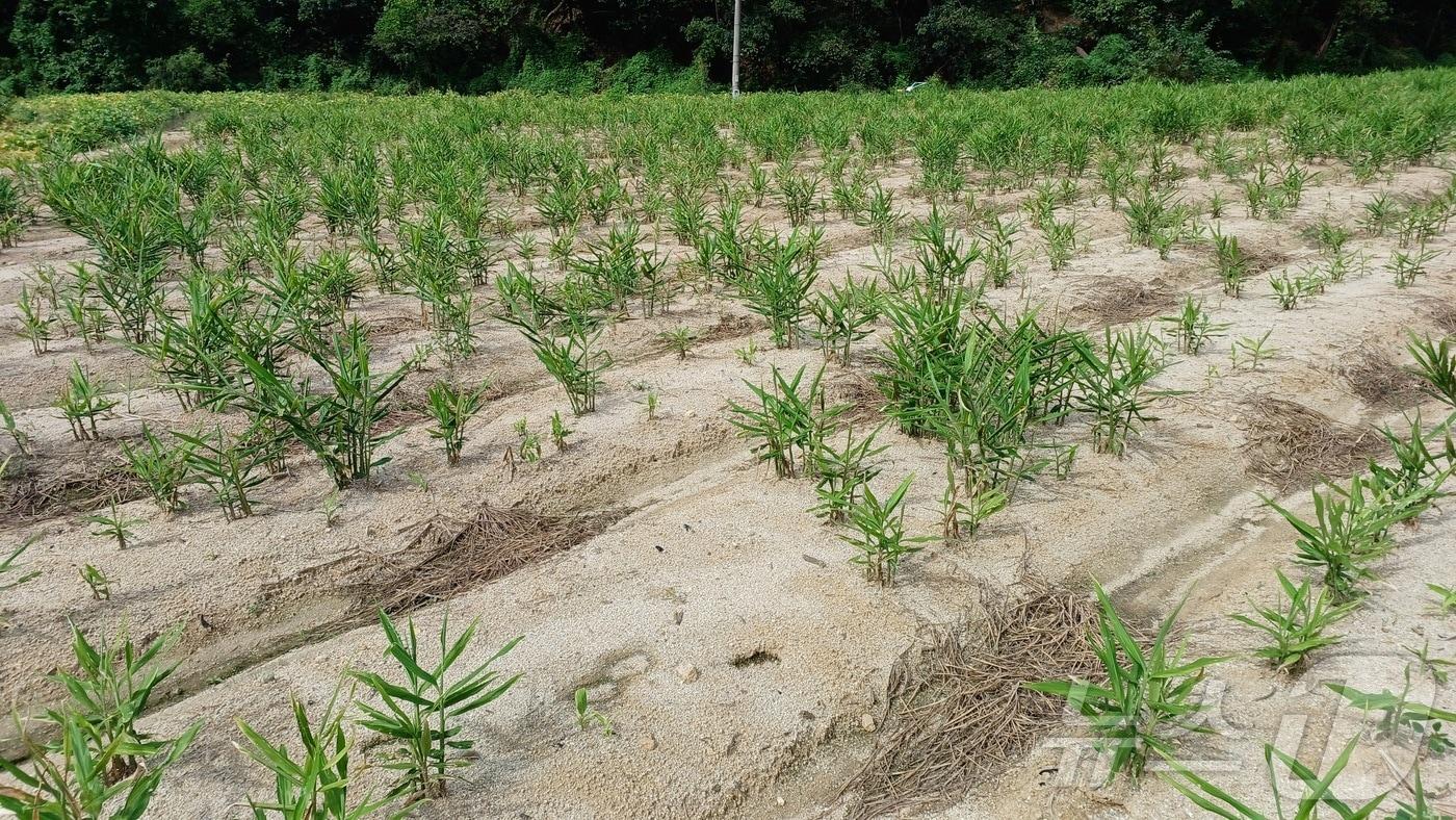 본문 이미지 - 경북농업기술원은 26일 생강 정식 시기를 앞두고 씨생강 소독으로 뿌리썩음병을 예방해야 된다.사진은 뿌리썩음병 퍼진 생강밭 ⓒ 뉴스1 김대벽기자