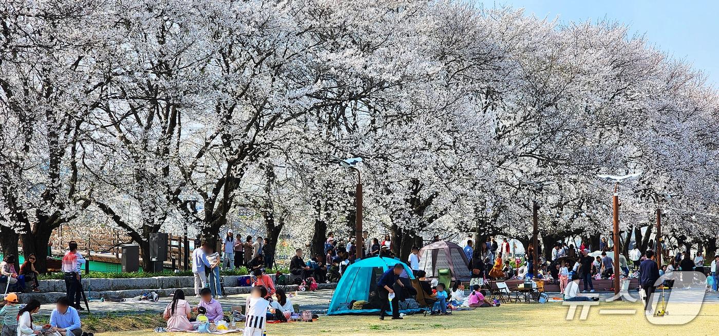 본문 이미지 - 청안벚꽃길팝콘축제가 열리는 충북 괴산군 청안면 문방천 벚꽃길.(괴산군 제공. 재판매 및 DB금지)