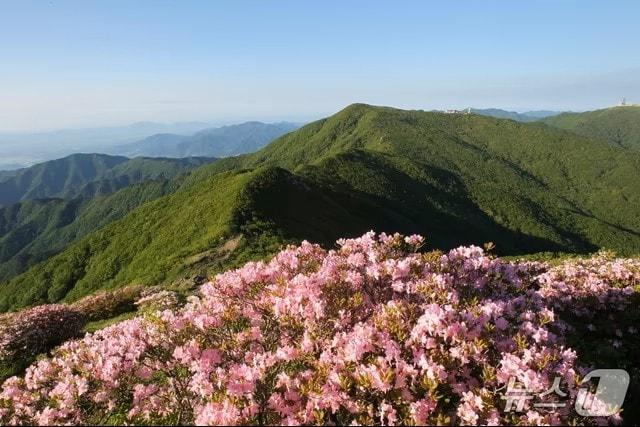 본문 이미지 -  소백산철쭉.(단양군 제공. 재판매 및 DB금지)