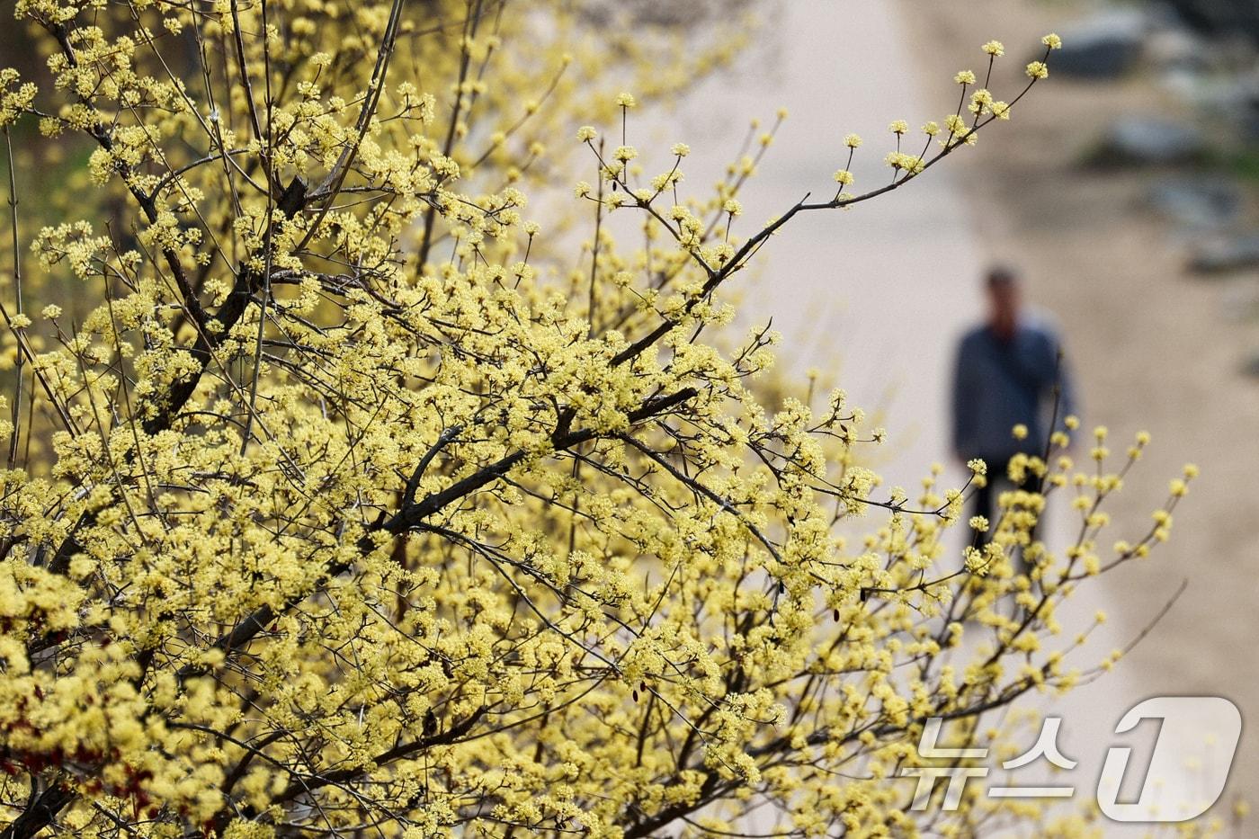 본문 이미지 - 서울 낮 최고 기온이 19도까지 오르며 완연한 봄 날씨가 이어지는 26일 서울 종로구 청계천을 찾은 시민들이 산책을 하고 있다. 2026.3.26 ⓒ 뉴스1 임지훈 기자