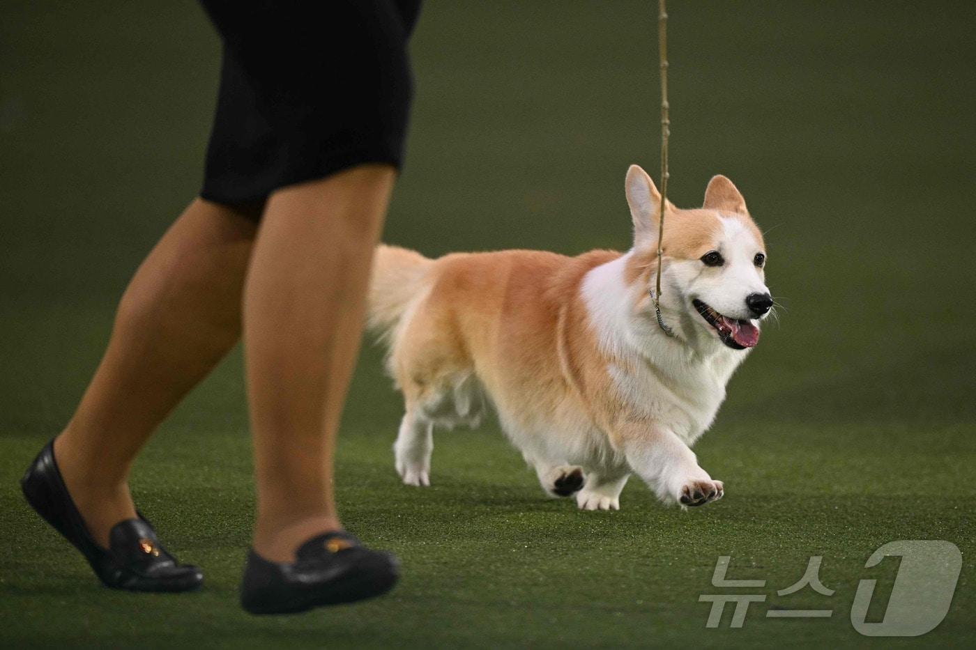 본문 이미지 - <자료사진> ⓒ AFP=뉴스1
