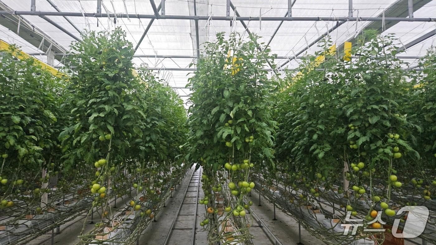 본문 이미지 - 전북 진안군이 외래 유입 검역 해충인 토마토뿔나방의 확산을 방지하기 위해 방제약제를 공급하고 예찰과 방제 활동을 강화하고 있다.(진안군제공, 재판매 및 DB금지)2026.3.26/뉴스1