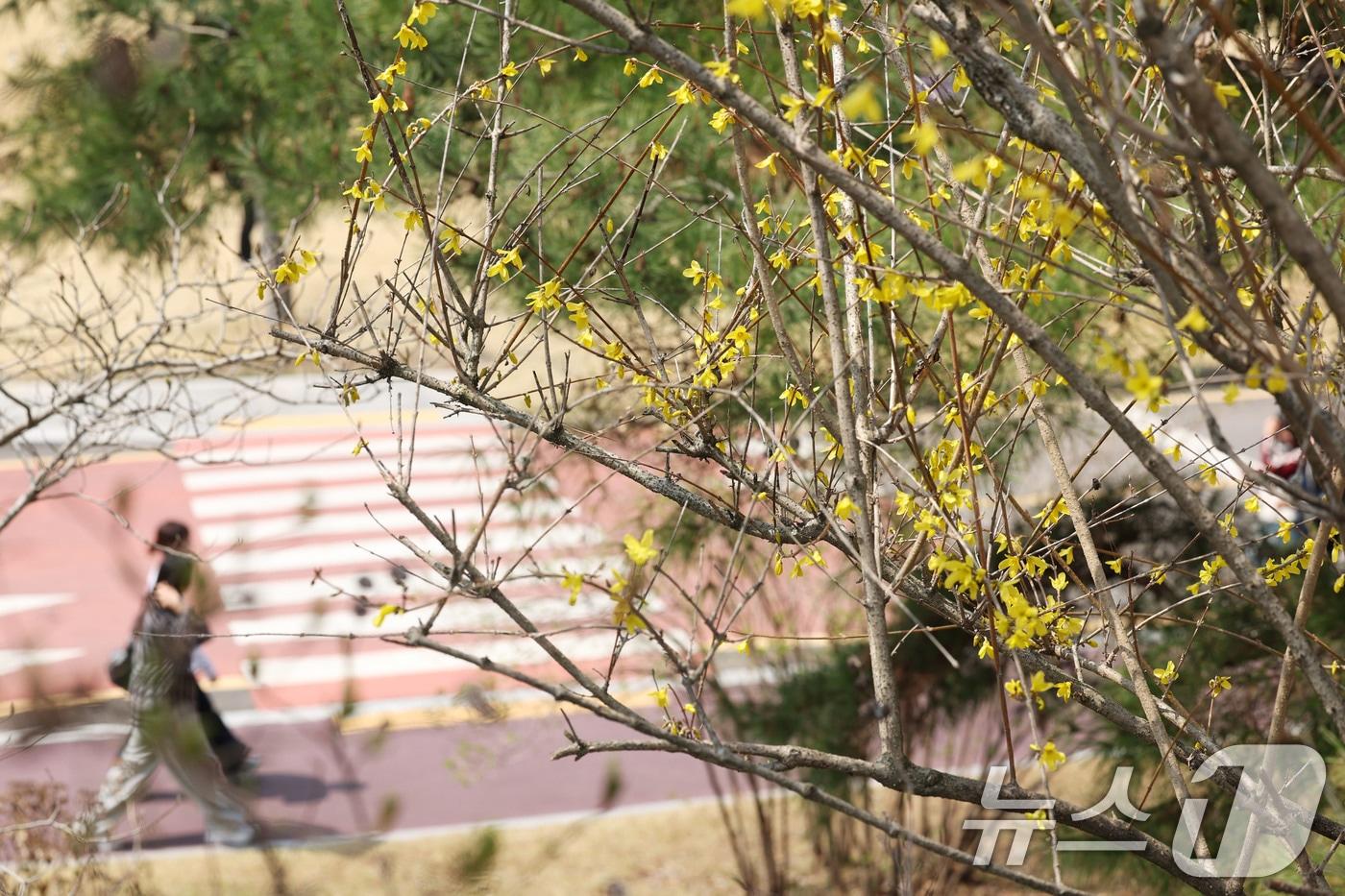 본문 이미지 - 광주의 낮 기온이 22도까지 오른 26일 광주 광산구 호남대학교에 개나리가 피어있다. ⓒ 뉴스1 이승현 기자