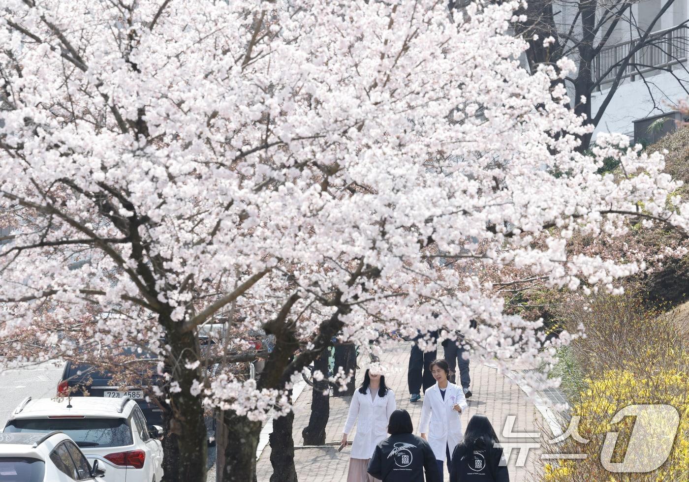 본문 이미지 - 완연한 봄날씨를 보인 26일 광주 조선대학교 벚꽃 나무 밑으로 학생들이 꽃향기를 맡으로 걸어가고 있다. 2026.3.26 ⓒ 뉴스1 김태성 기자