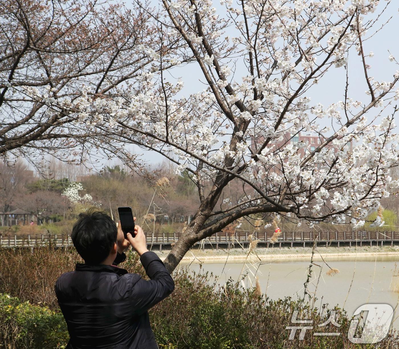 본문 이미지 - 광주의 낮 기온이 22도까지 오른 26일 광주 광산구 쌍암공원에서 한 시민이 만개한 벚꽃을 촬영하고 있다. 2026.3.26 ⓒ 뉴스1 조수민 수습기자