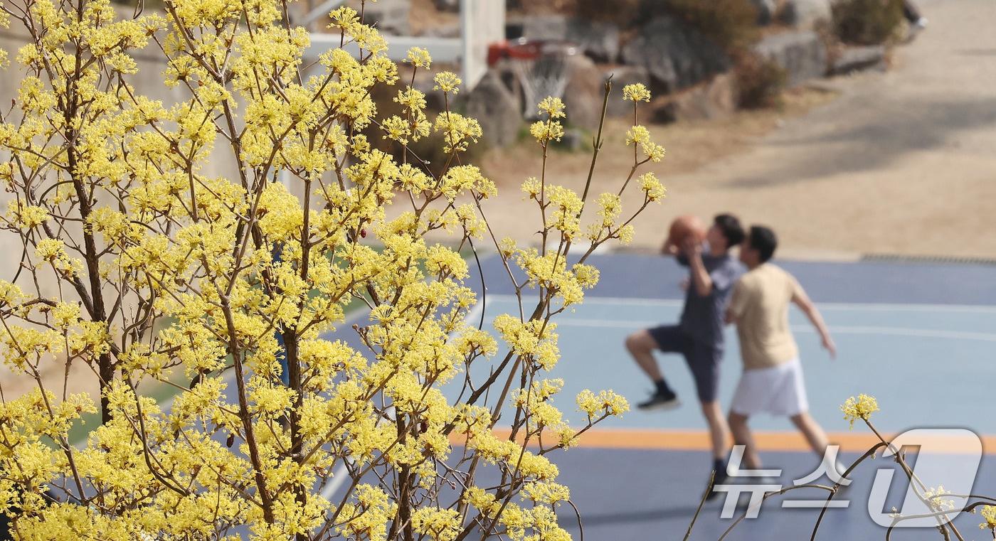 본문 이미지 - 26일 서울 서대문구 연세대학교 운동장에서 학생들이 포근한 봄날씨를 즐기며 농구를 하고 있다. 2026.3.26 ⓒ 뉴스1 박지혜 기자