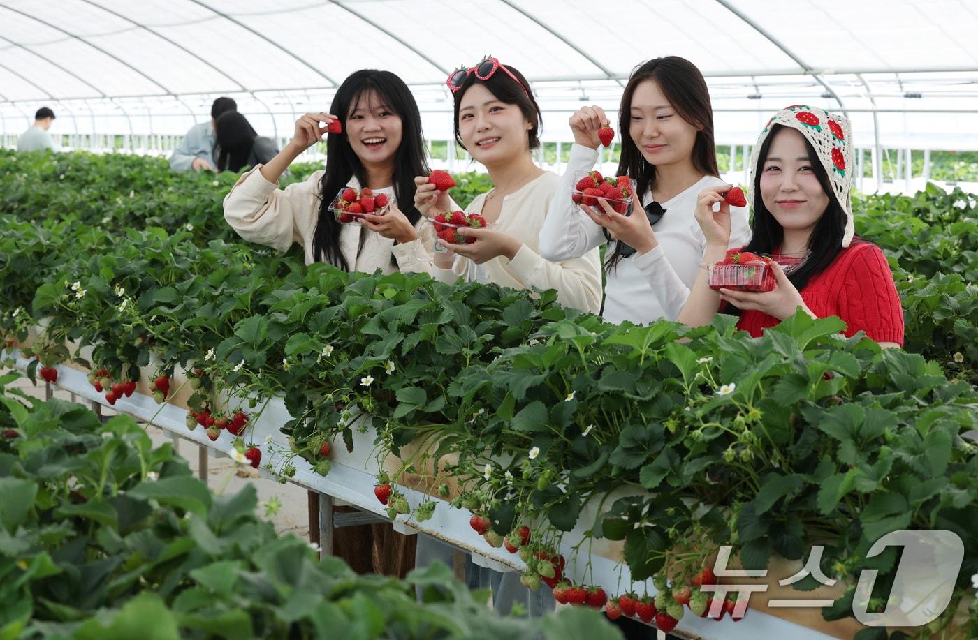 본문 이미지 - 충남 논산 딸기축제가 개막한 26일 논산 부적면 온누리 딸기농장에서 관광객들이 딸기수확 체험을 하고 있다. 2026.3.26 ⓒ 뉴스1 김기태 기자