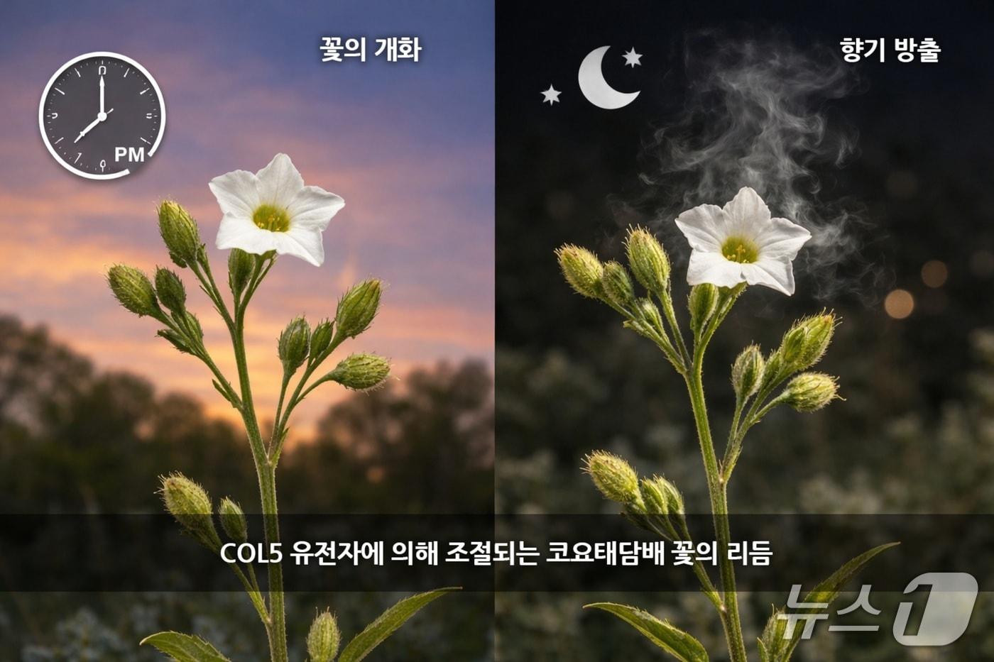 본문 이미지 - AI이미지 (COL5 유전자에 의해 조절되는 코요태담배 꽃의 리듬).(KAIST 제공. 재판매 및 DB금지) 2026.3.27/뉴스1