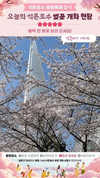 본문 이미지 - 벚꽃카운트다운(송파구 제공)