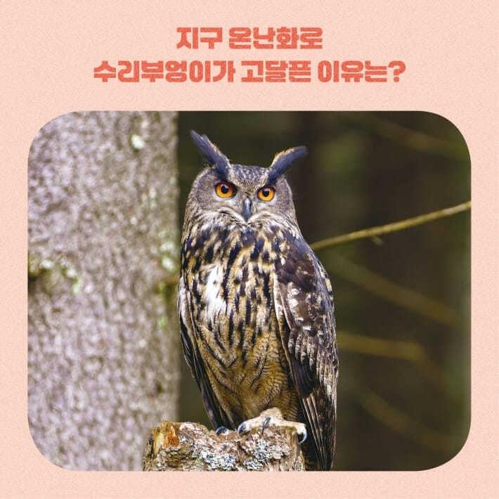 본문 이미지 - [신간] '밤하늘의 황제 수리부엉이가 고달픈 이유'