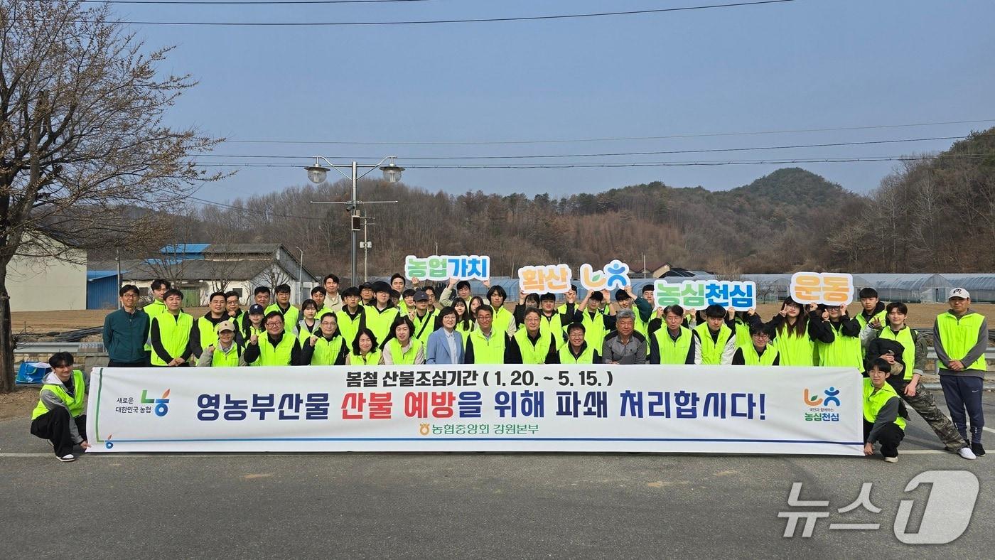 본문 이미지 - 영농부산물 파쇄 일손돕기.(농협중앙회 강원본부 제공. 재판매 및 DB금지)/뉴스1