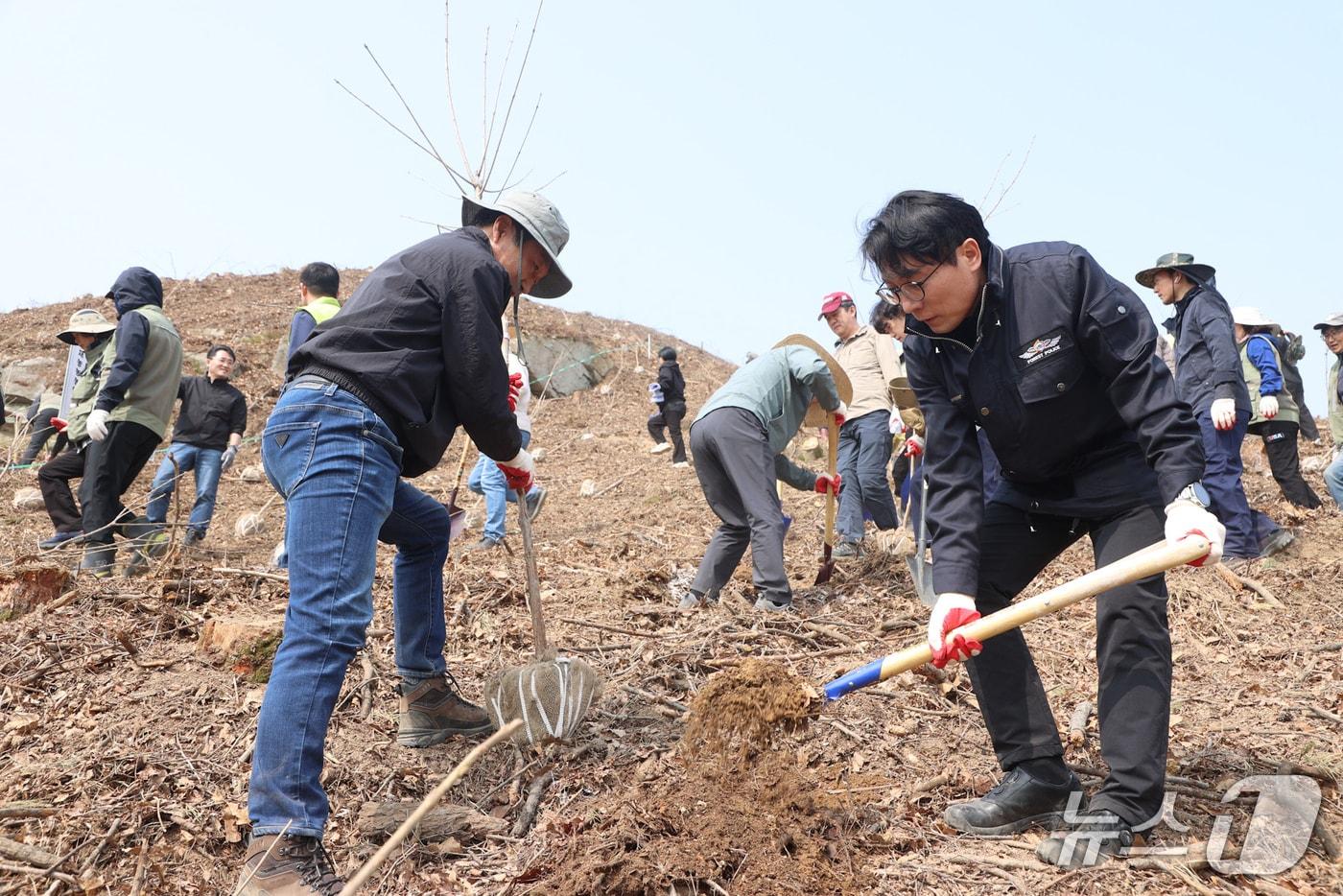 본문 이미지 - 전북 진안군이 '명품홍삼 집적화단지' 부지에서 이팝나무를 심고 있다.(진안군제공, 재판매 및 DB금지)2026.3.27/뉴스1