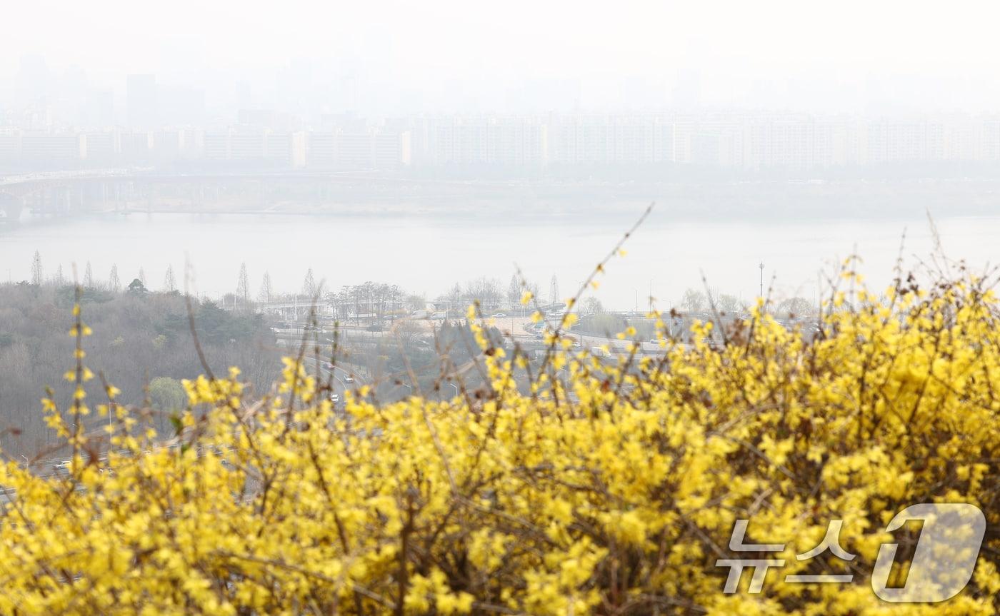 본문 이미지 - 개나리와 미세먼지.(뉴스1 DB)ⓒ 뉴스1 김민지 기자