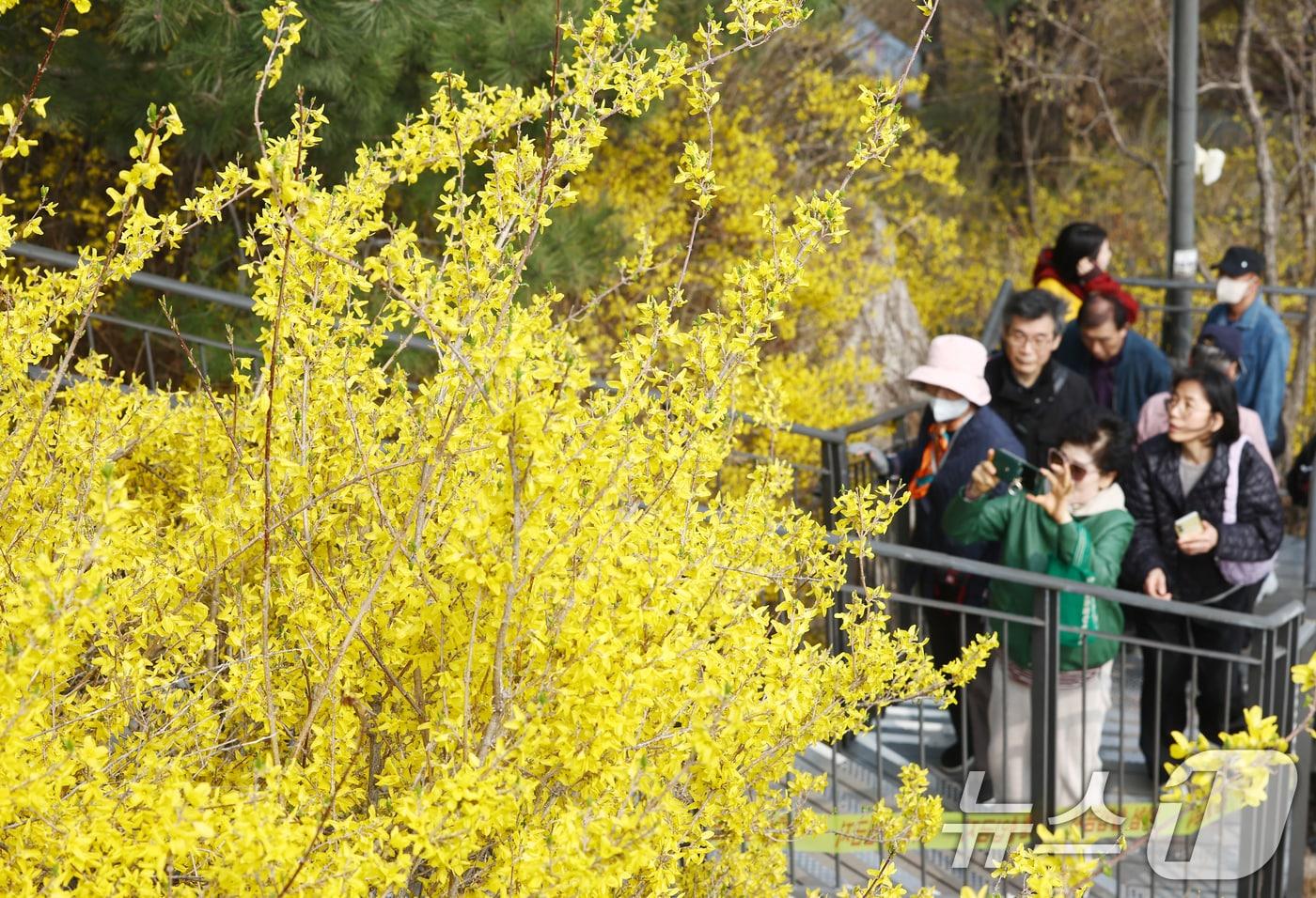 본문 이미지 - 서울 낮 기온이 20도까지 오르는 등 따뜻한 봄 날씨를 보인 27일 오후 개나리 축제가 열리는 서울 성동구 응봉산에서 시민들이 꽃놀이를 즐기고 있다. 2026.3.27 ⓒ 뉴스1 김민지 기자