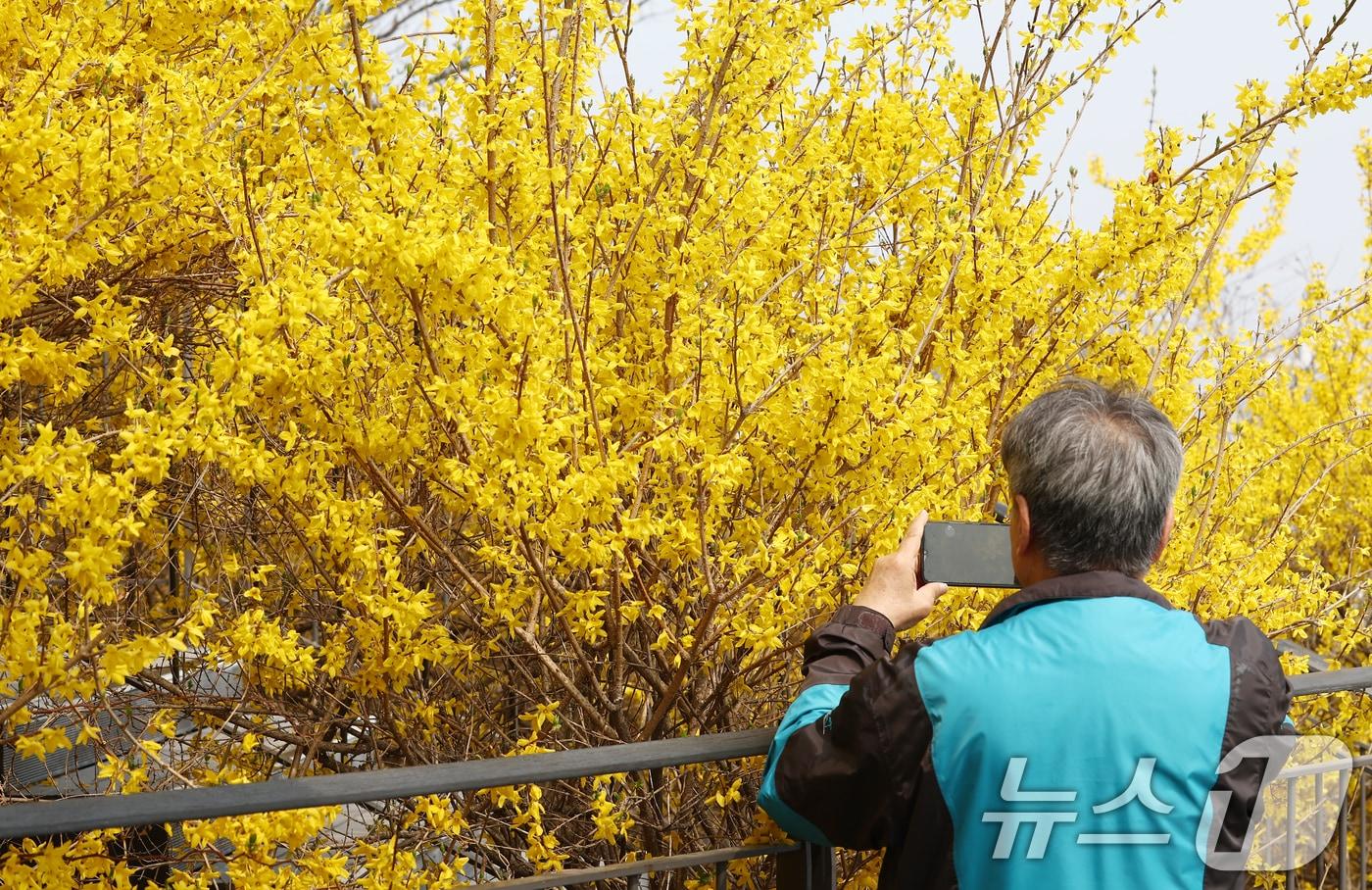 본문 이미지 - 활짝 핀 개나리  ⓒ 뉴스1 