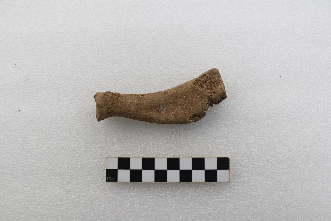 본문 이미지 - 물범의 뼈(국가유산청 제공)