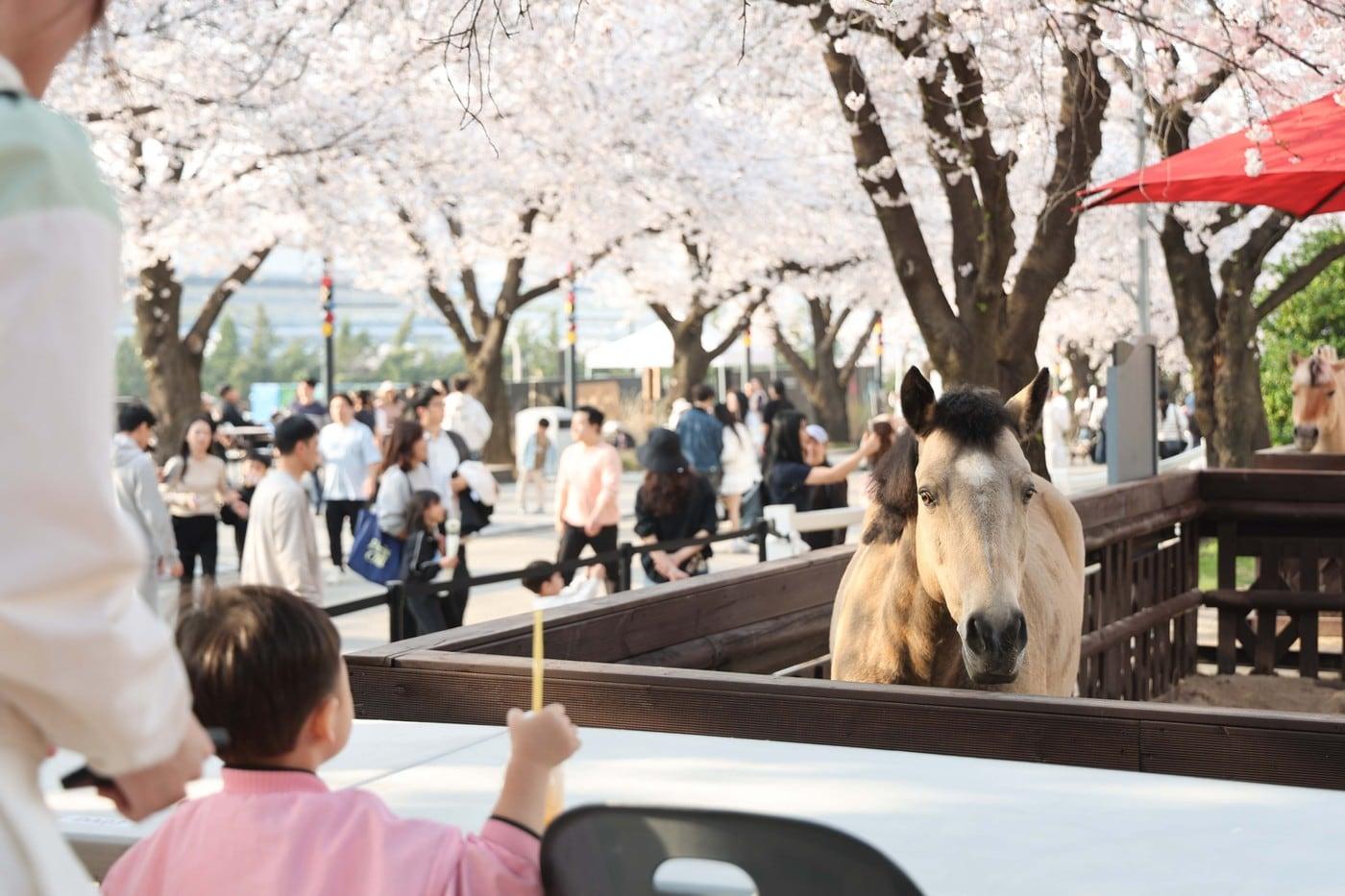 본문 이미지 - 지난해 벚꽃 축제의 모습 (한국마사회 제공)