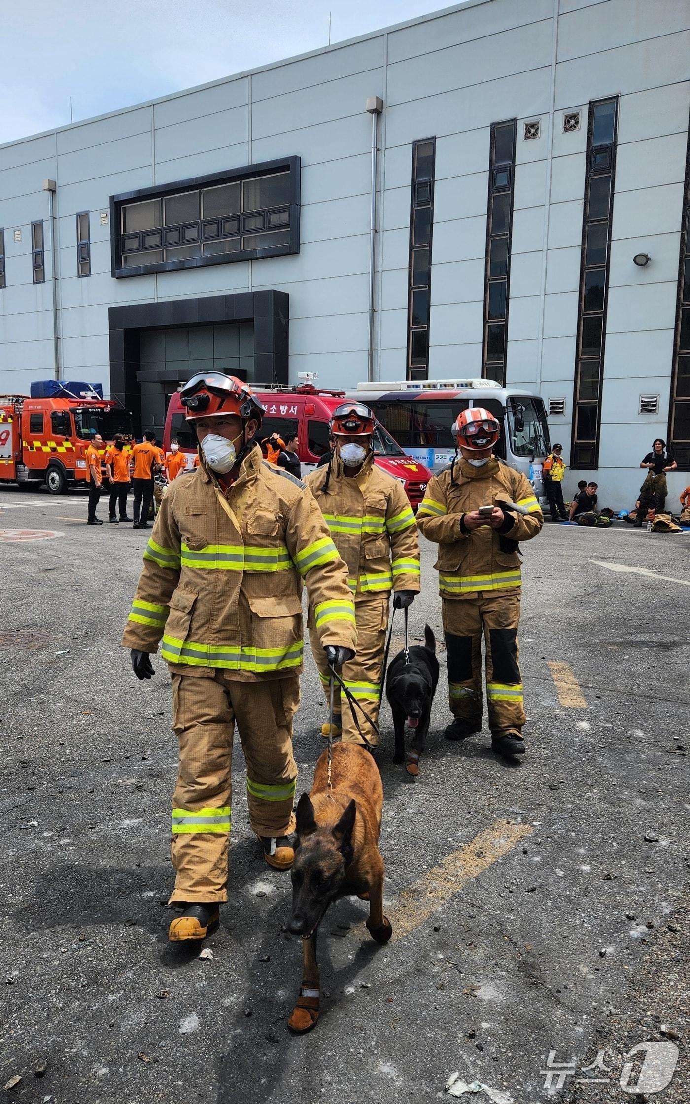 본문 이미지 -  2024년 6월 경기 화성 아리셀 공장 화재 현장에 투입된 화재탐지견 ‘가호’와 ‘하나’가 수색을 위해 이동하고 있다.(소방청 제공)