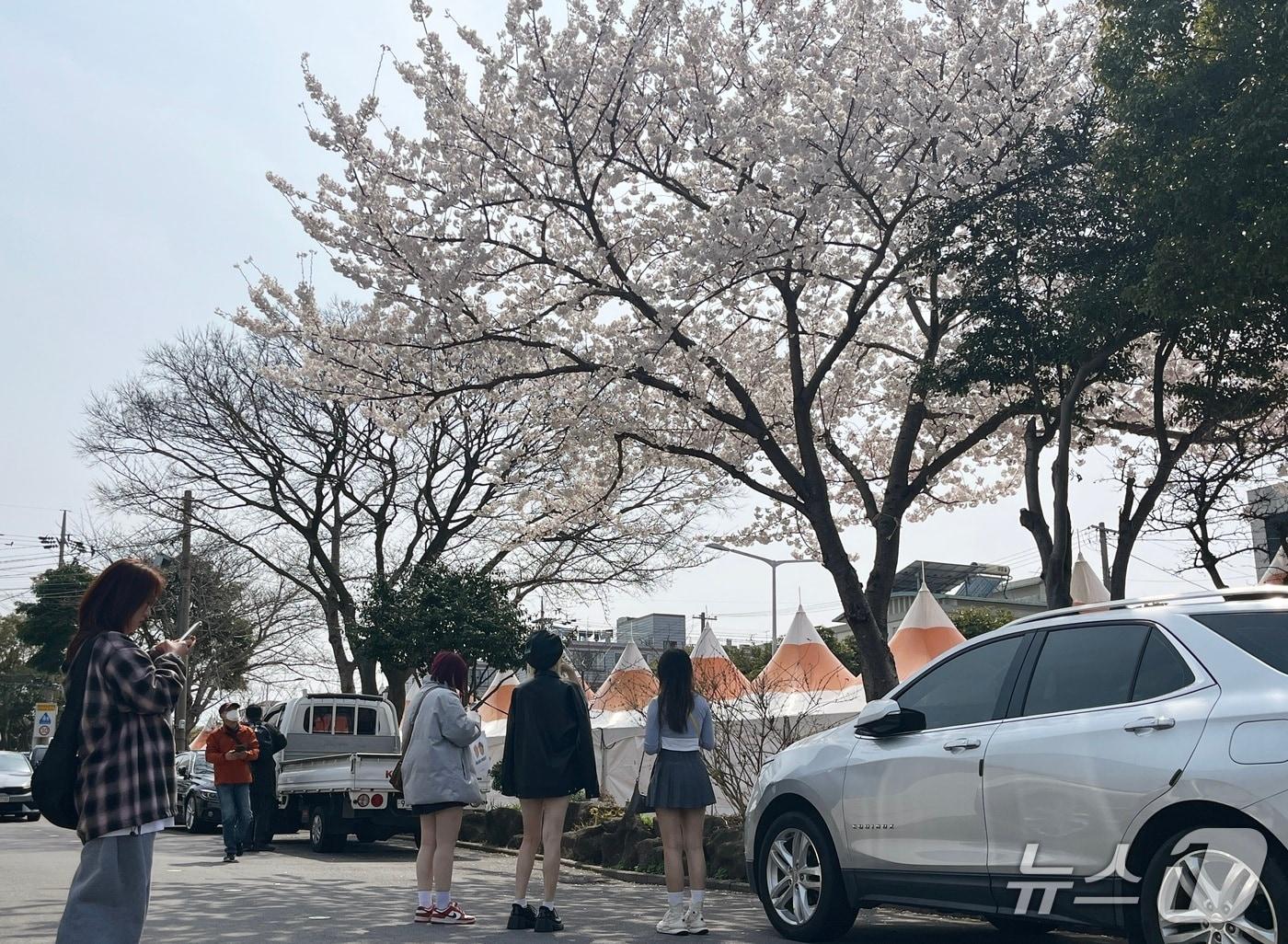 본문 이미지 - 전농로 왕벚꽃 축제장에 나홀로 만발한 벚나무/뉴스1