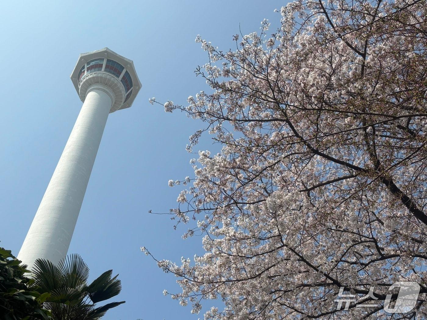 본문 이미지 - 28일 부산 중구용두산공원 부산타워 인근 벚꽃 나무 모습. 아직 꽃이 만개하지는 않았지만 많은 시민과 관광객들이 꽃놀이를 즐겼다. 2026.3.28 ⓒ 뉴스1 홍 기자