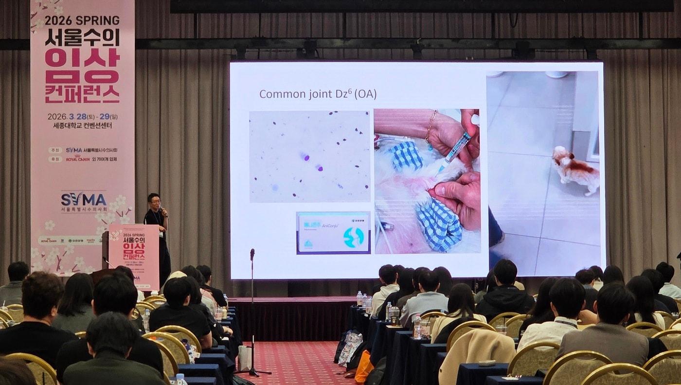 본문 이미지 - 정창수 정창수외과동물병원 원장이 2026 춘계 서울수의임상컨퍼런스에서 반려견 전지파행을 주제로 강의하며 관절주사 '애니콘주'에 대해 소개하고 있다. ⓒ 뉴스1 한송아 기자