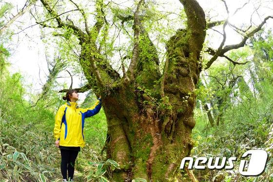 본문 이미지 -  최고령 왕벚나무(난대·아열대산림연구소 제공)/뉴스1