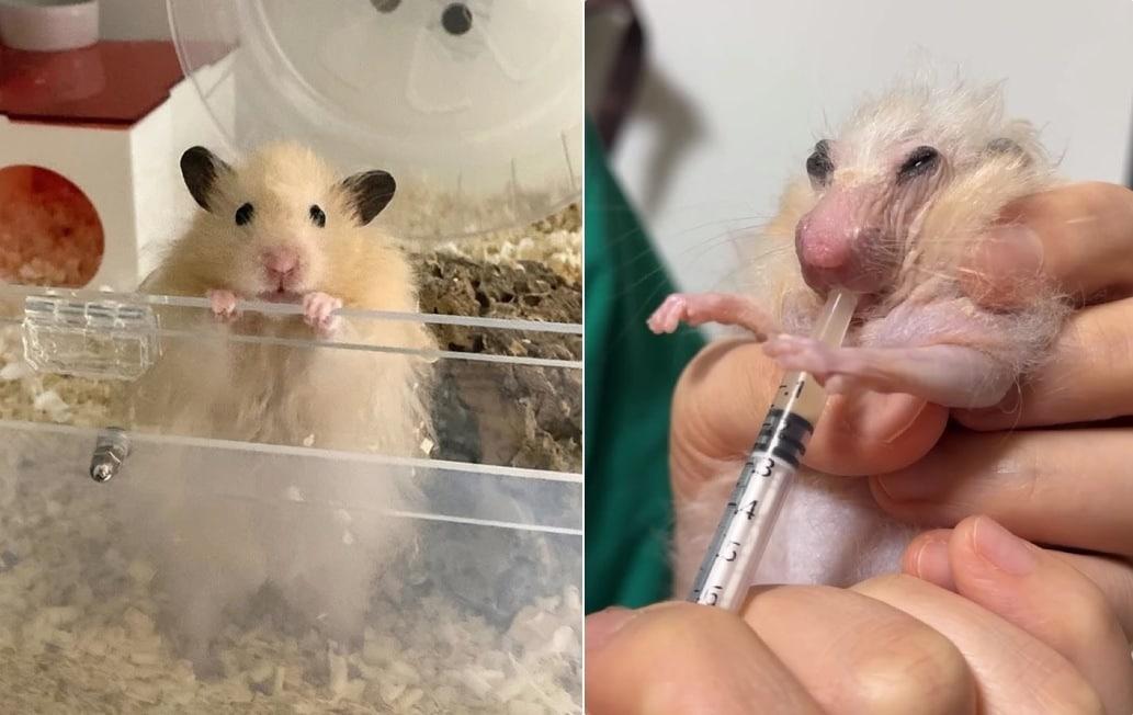 본문 이미지 - 2023년 5월에 태어나 2026년 3월까지 장수한 햄스터 '골무'(인스타그램 golmu.ham 제공) ⓒ 뉴스1