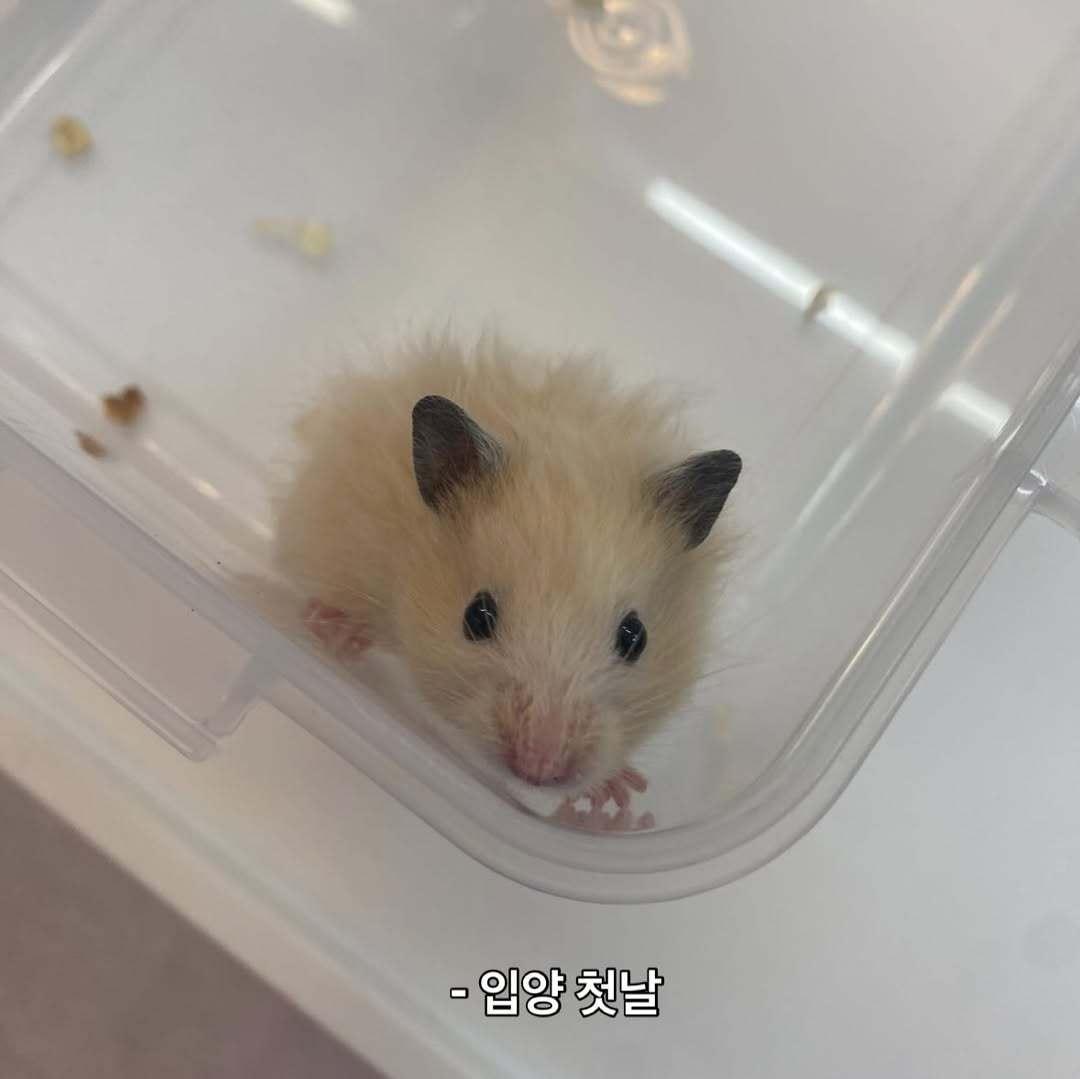 보호자가 골무를 처음 만난 날(인스타그램 golmu.ham 제공) ⓒ 뉴스1