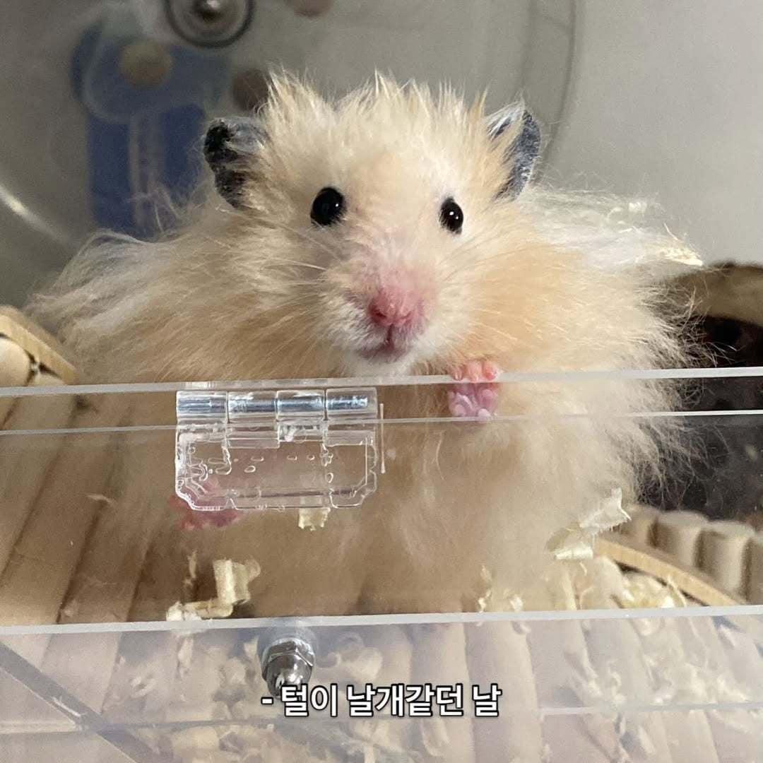 장수 햄스터 골무(인스타그램 golmu.ham 제공) ⓒ 뉴스1