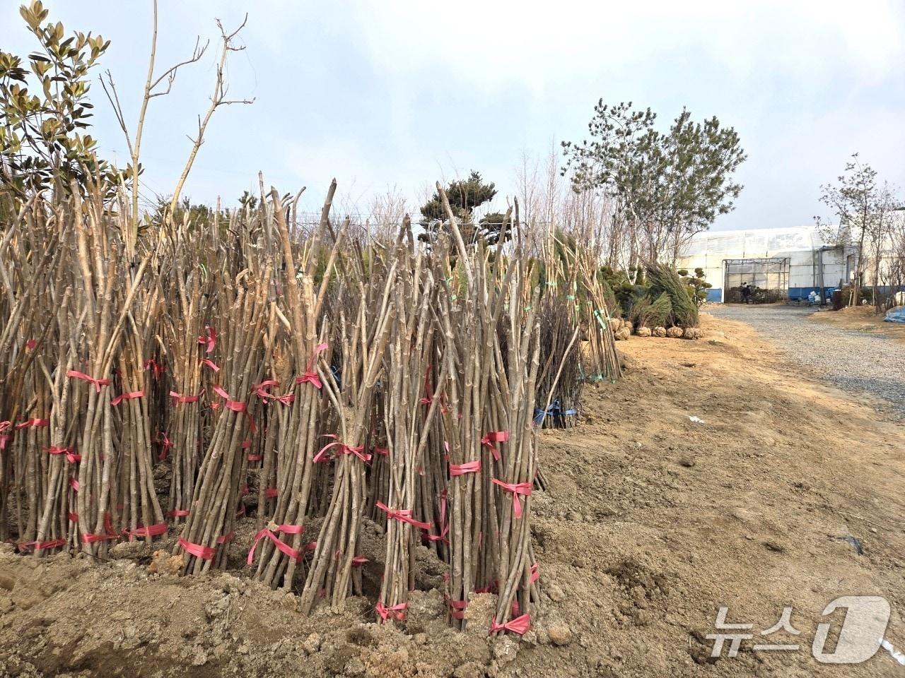 본문 이미지 - 옥천군 이원면의 한 묘목농장  2026.3.29/뉴스1