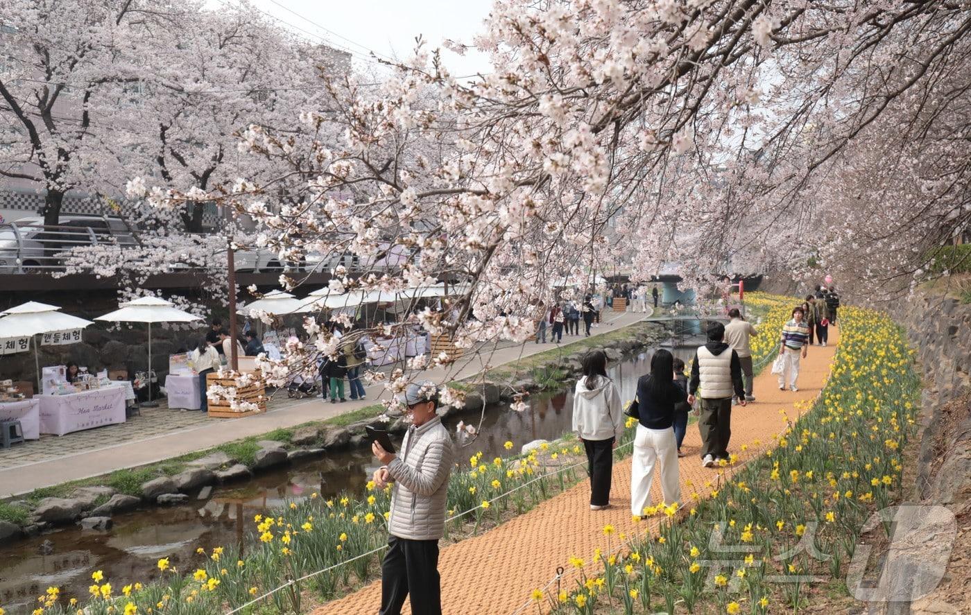 본문 이미지 - 29일 울산 남구 무거천 벚꽃길에 벚꽃이 피어나면서 나들이객들이 사진을 찍고 있다. 2026.3.29 ⓒ 뉴스1 김세은 기자