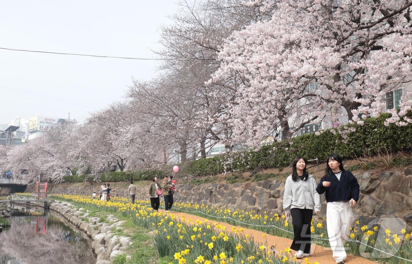 본문 이미지 - 29일 울산 남구 무거천 벚꽃길에 벚꽃과 수선화가 피어나면서 시민들이 산책을 찍고 있다. 2026.3.29 ⓒ 뉴스1 김세은 기자