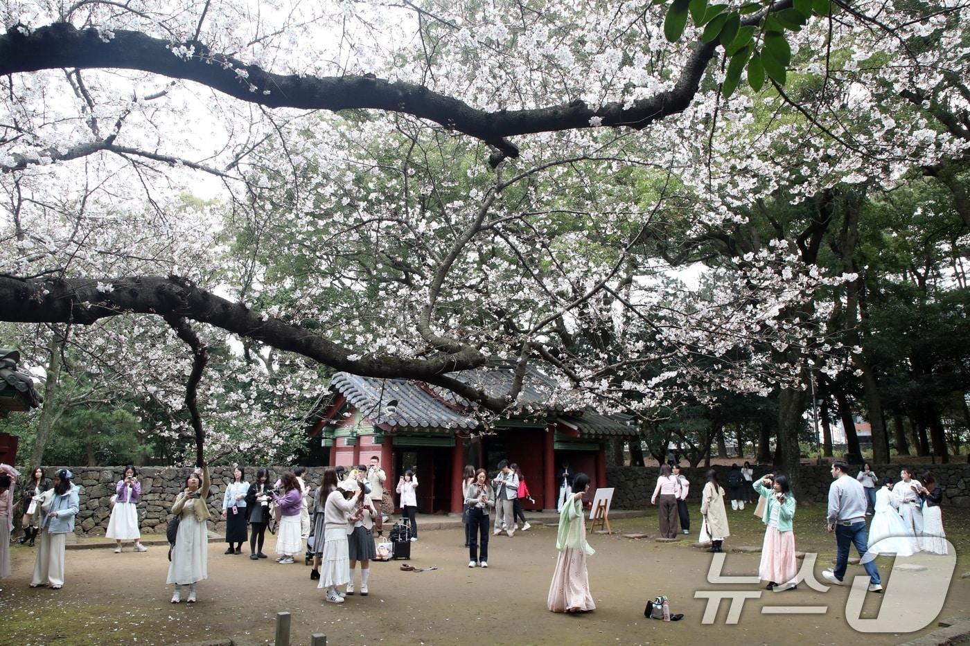 본문 이미지 - 2제주시 삼성혈에 핀 벚꽃나무 앞에서 관광객과 도민들이 봄 정취를 즐기고 있다. 2026.3.29 ⓒ 뉴스1 고동명 기자