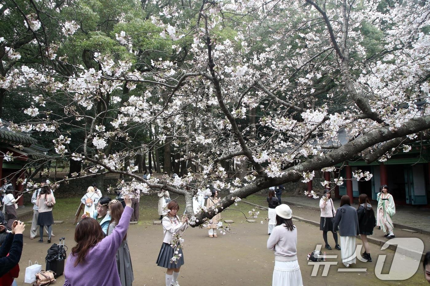 본문 이미지 - 29일 오후 제주시 삼성혈에 핀 벚꽃나무 앞에서 관광객과 도민들이 봄 정취를 즐기고 있다. 2026.3.29 ⓒ 뉴스1 고동명 기자