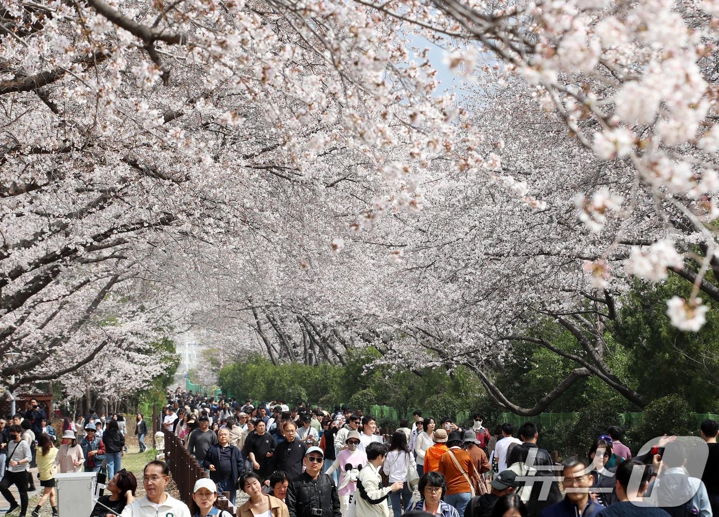본문 이미지 - 전국 최대 벚꽃 축제인 '제64회 진해군항제'가 열리고 있는 29일 경남 창원 진해구 경화역공원에서 관광객들이 벚꽃을 감상하고 있다. 2026.3.29 ⓒ 뉴스1 윤일지 기자