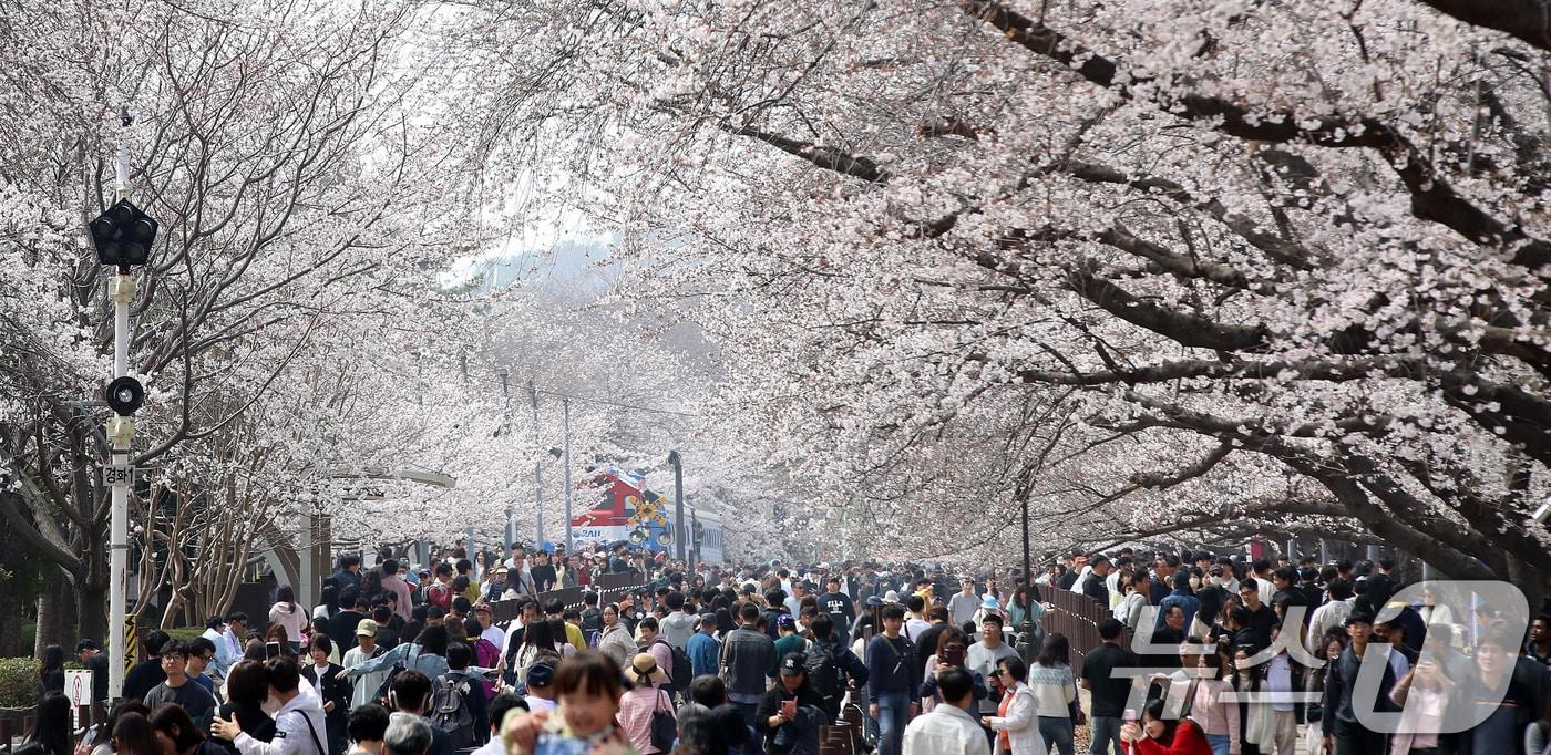 본문 이미지 - 지난달 29일 경남 창원 진해구 경화역공원에서 관광객들이 벚꽃을 감상하고 있다. 2026.3.29 ⓒ 뉴스1 윤일지 기자