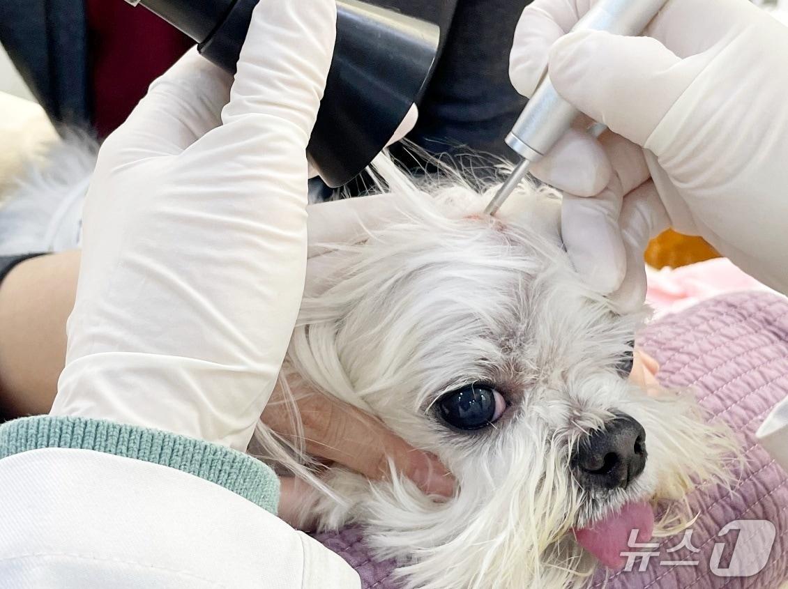 본문 이미지 - 피부혹 제거를 위해 레이저 시술 받는 강아지(이을동물병원 제공) ⓒ 뉴스1