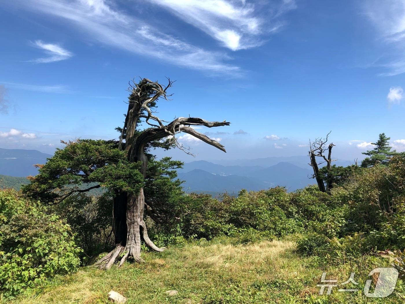 본문 이미지 - 태백산 주목 집단 현황(산림청 국립산림과학원 제공.재판매 및 DB금지)/뉴스1