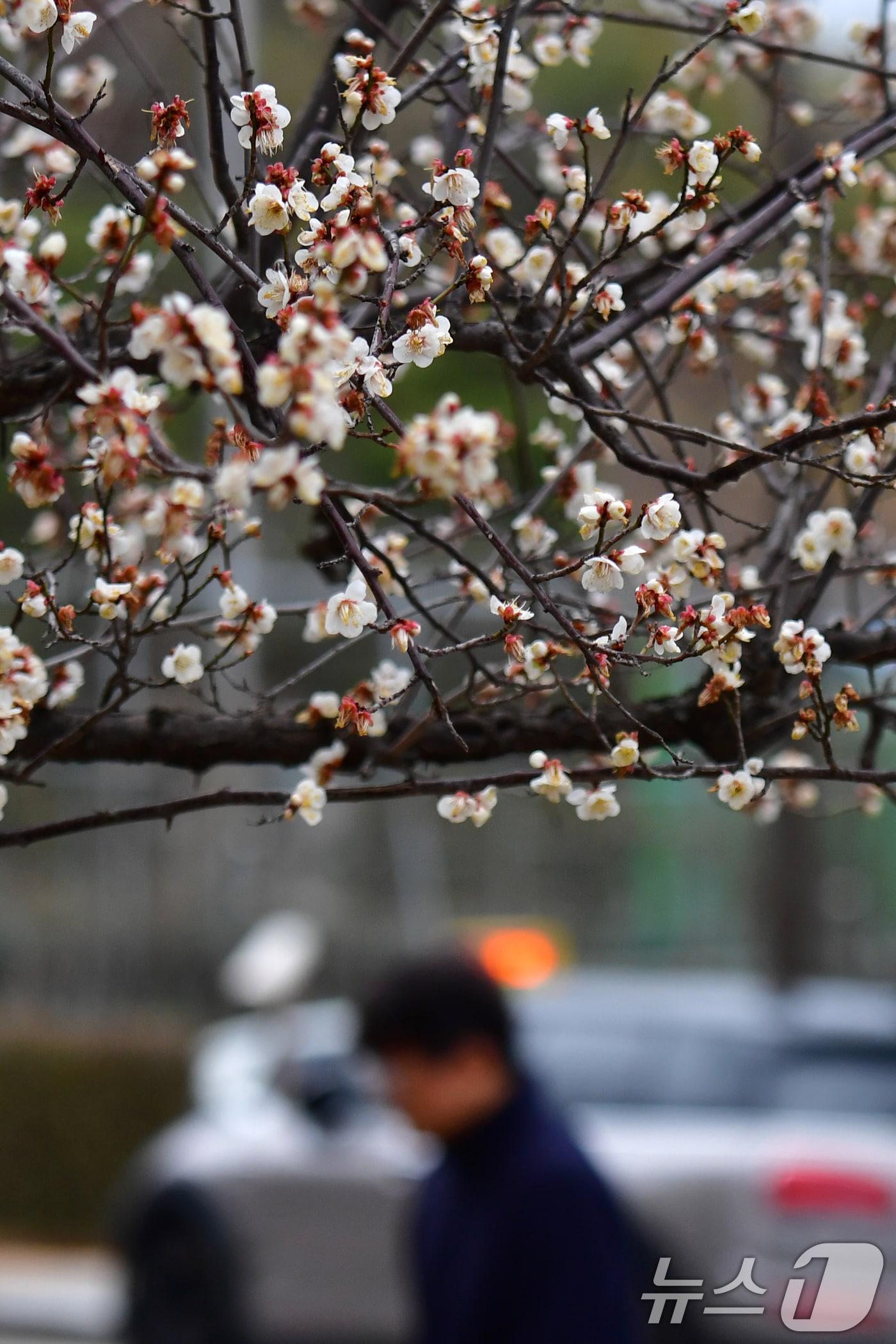 본문 이미지 - 3일 오전 경북 포항시청사로 출근하는 직원들이 빗물을 머금은 매화나무 아래를 걸어가고 있다. 2026.3.3 ⓒ 뉴스1 최창호 기자