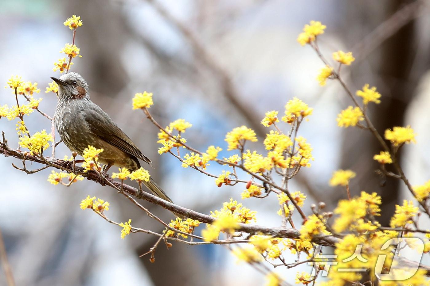 본문 이미지 - 3일 부산 수영구 수영사적공원에서 직박구리가 활짝 핀 산수유 나무에 앉아 있다. 2026.3.3 ⓒ 뉴스1 윤일지 기자